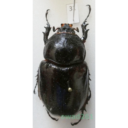 Augosoma centaurus (Fabricius, 1775) female Tanzania 52mm31